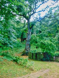 Trees in forest