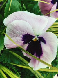 Close-up of flower blooming outdoors
