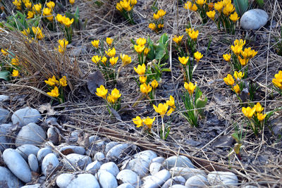 Yellow flowers blooming in field