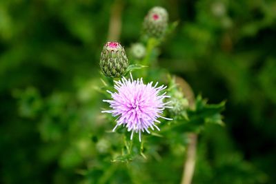 Close-up of pink thistle flower