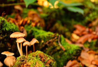 Close-up of mushrooms growing on field