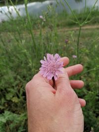 Close-up of hand holding purple flower