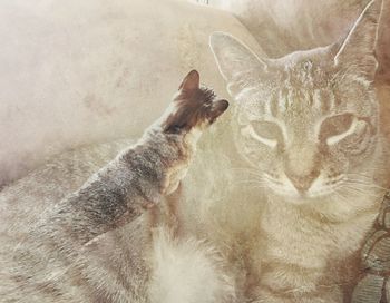Close-up portrait of cat sitting