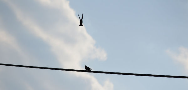 Low angle view of bird perching on cable against sky