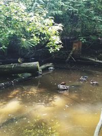 Ducks swimming on lake