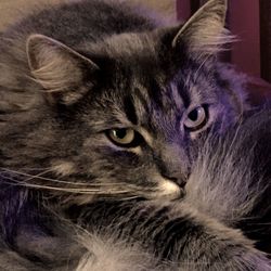 Close-up portrait of a cat