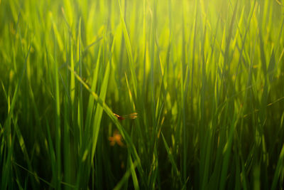 Full frame shot of crops growing on field