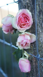 Close-up of pink flower