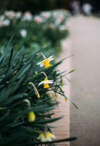 Close-up of yellow flower