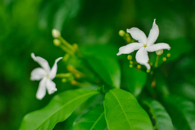 Close-up of white flowers blooming outdoors