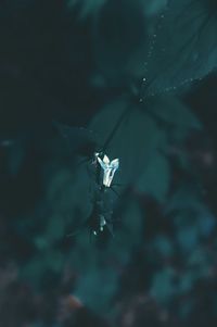 High angle view of water lily on leaf