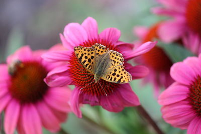 Close-up of butterfly on pink flower