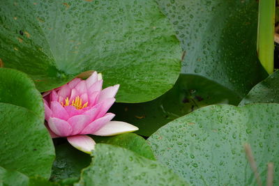 Close-up of lotus water lily in pond