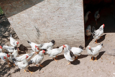 Coop with white chickens . henhouse in the village