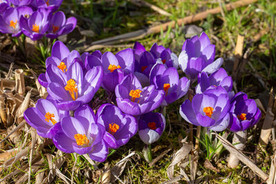 crocus