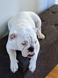 High angle view of dog relaxing on floor at home