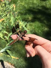 Close-up of dragonfly on finger