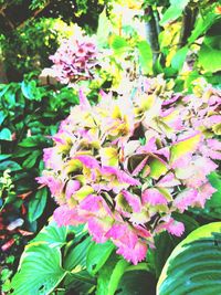 Close-up of pink flowers blooming outdoors