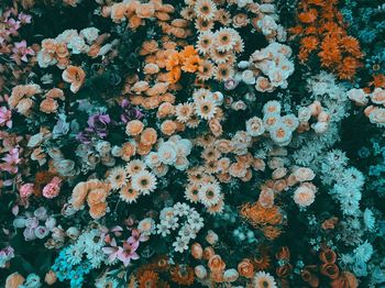 Full frame shot of multi colored flowering plant