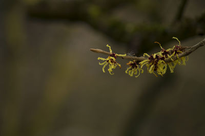 Close-up of witch-hazels in forest