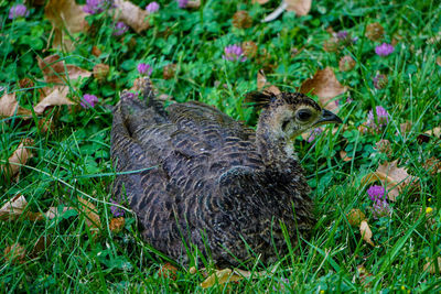 High angle view of bird on field