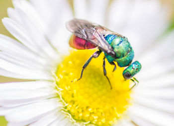 Close-up of bee pollinating on white flower