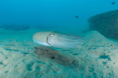 View of fish swimming in sea