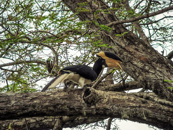 Low angle view of bird perching on tree