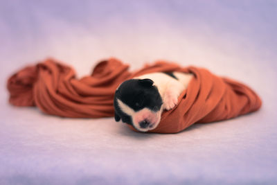 Close-up of a dog sleeping