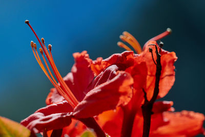 Close-up of red flowering plant against blue sky