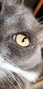 Close-up portrait of a cat