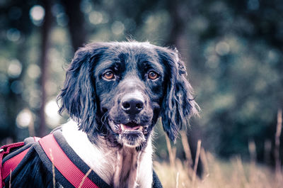 Close-up portrait of dog