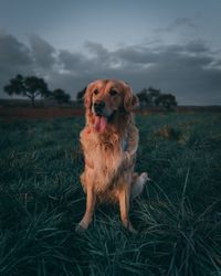 Dog sitting on grass in field