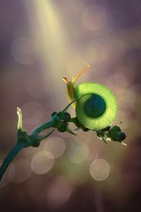 Close-up of snail on plant