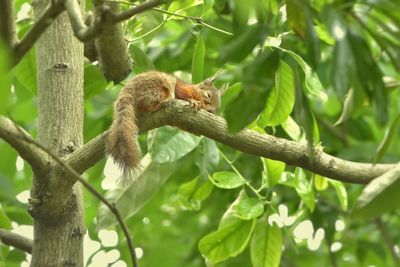 Monkey on tree branch