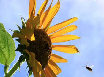 Low angle view of sunflower against sky