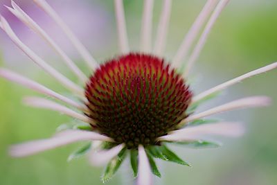 Close-up of red flower