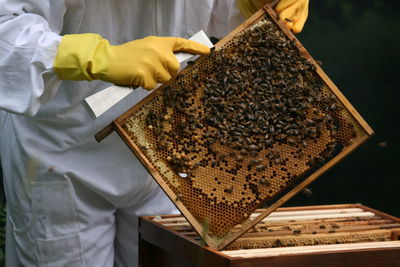 Midsection of beekeeper holding beehive