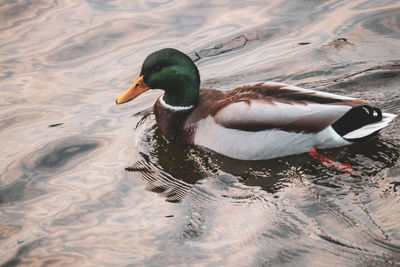 High angle view of duck swimming in lake