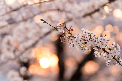 Close-up of pink cherry blossom