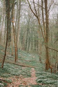 Trees in forest