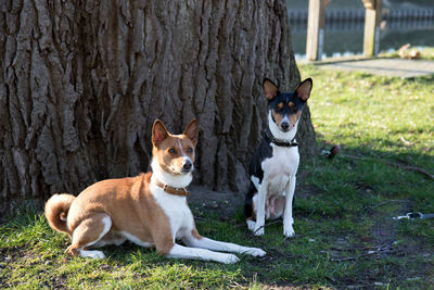 Portrait of a dog sitting on ground