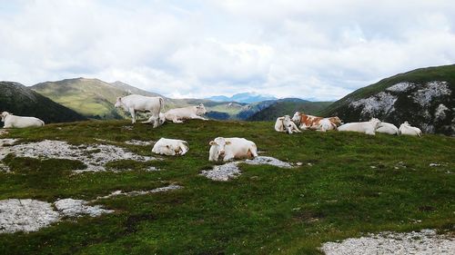 View of sheep on field against sky