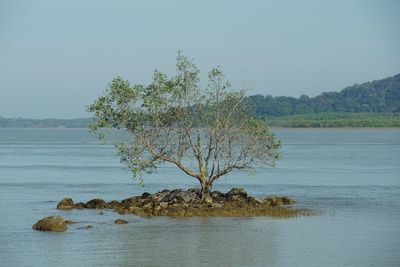 Tree by sea against clear sky