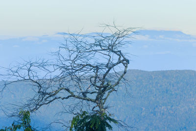 Close-up of bare tree against sky