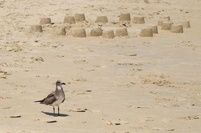 Bird on sand at beach