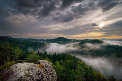 Scenic view of trees growing in forest against cloudy sky during sunset