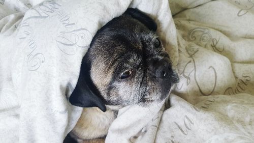 High angle view of puppy on bed