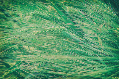 Full frame shot of crops on field