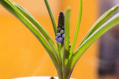 Close-up of yellow flower on plant